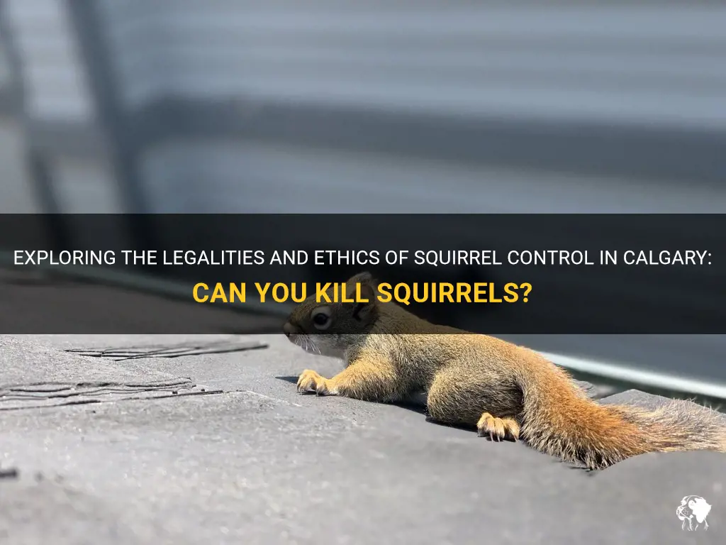can you kill squirrels in calgary