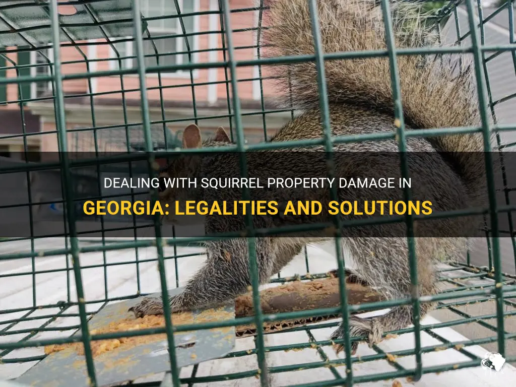 can you kill squirrels in Georgia property damage