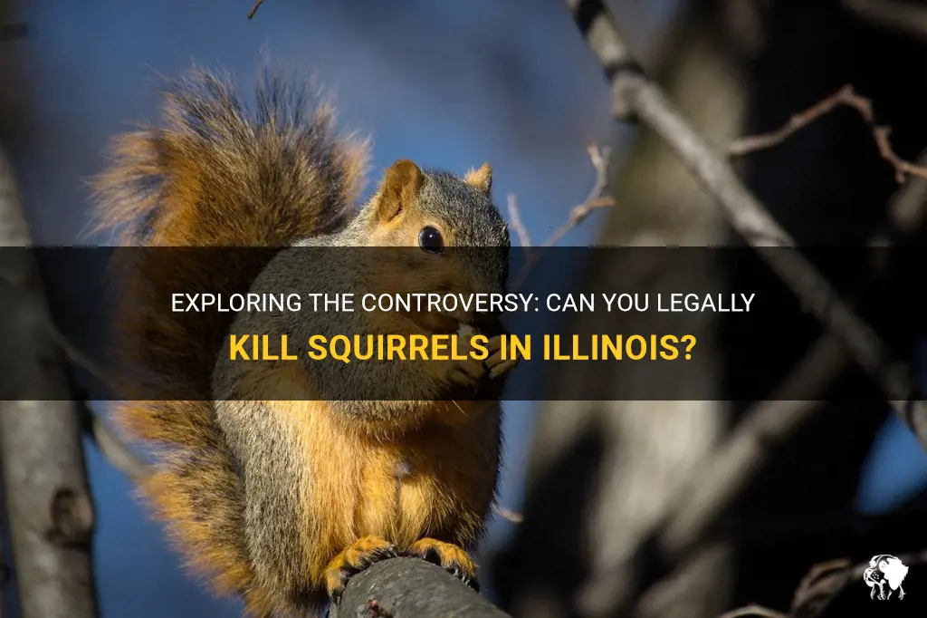 can you kill squirrels in Illinois