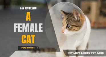 Can You Neuter a Female Cat? Everything You Need to Know