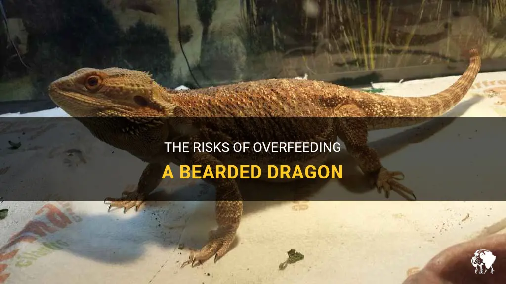 can you over feed a bearded dragon
