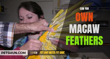 Exploring the Legality of Owning Macaw Feathers