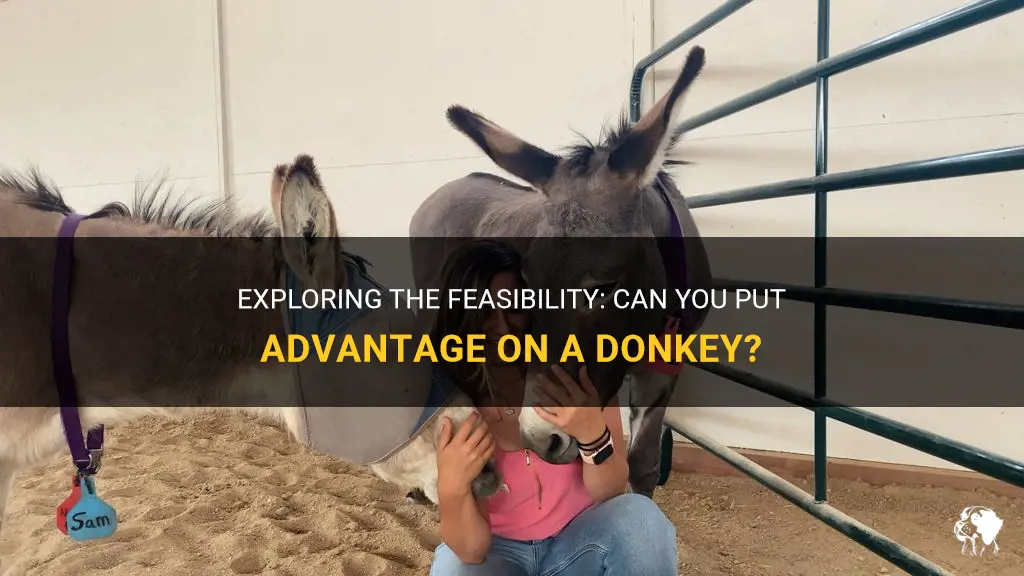 can you put advantage on a donkey