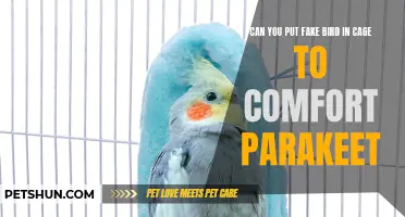 Exploring the Effectiveness of Using Fake Birds in Cages to Comfort Parakeets