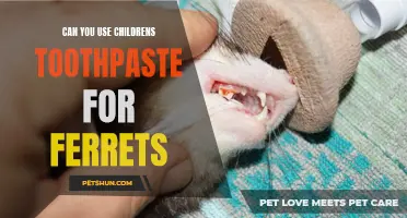Can You Use Children's Toothpaste for Ferrets?