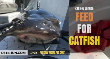 Can You Use Hog Feed for Catfish? A Comprehensive Guide