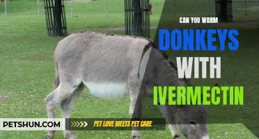 Worming Donkeys: The Efficacy of Using Ivermectin
