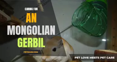 Tips and Tricks for Caring for a Mongolian Gerbil