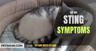 Recognizing Cat Bee Sting Symptoms: What You Need to Know