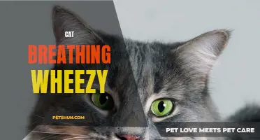 Understanding Cat Breathing: What Does Wheezing Mean?