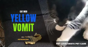 When Cats Vomit Yellow: What Does it Mean When Your Cat's Vomit is Yellow?