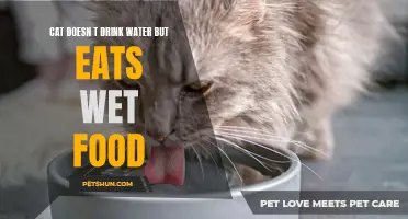 Why Your Cat Doesn't Drink Water but Eats Wet Food: Explained