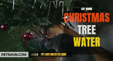 Keeping Your Cat Hydrated During the Holidays: Tips for Preventing Your Feline from Drinking Christmas Tree Water