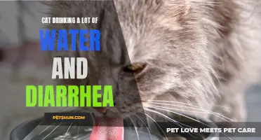 Why is My Cat Drinking a Lot of Water and Having Diarrhea? Possible Causes and Treatment