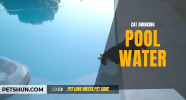 Why Do Cats Drink Pool Water?