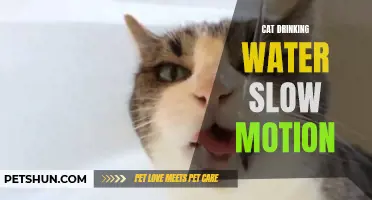 The Mesmerizing Charm of Cats Drinking Water in Slow Motion