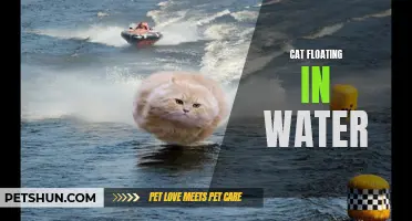 Unusual Sighting: Cat Spotted Casually Floating in Water