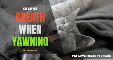 How to Deal with Your Cat's Bad Breath When Yawning