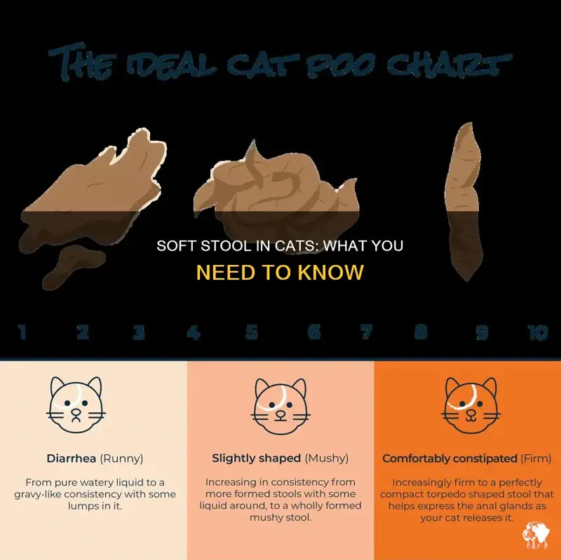 Soft Stool In Cats: What You Need To Know | PetShun