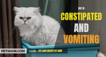 Common Causes and Solutions for Cat Constipation and Vomiting