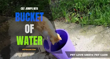 Curious Cat Takes a Plunge: Jumps Into Bucket of Water