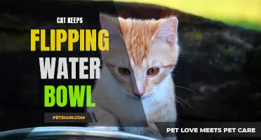 The Persistent Pet: How to Handle a Cat That Keeps Flipping the Water Bowl
