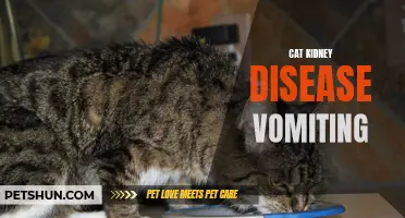 Understanding the Link Between Kidney Disease and Vomiting in Cats