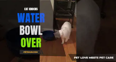 The Mischievous Cat: Knocking Over the Water Bowl with Joyful Abandon