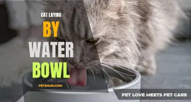 Why Do Cats Lay by Their Water Bowls? The Fascinating Behavior Explained