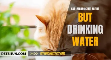 When Your Cat is Lethargic: Why They're Not Eating but Still Drinking Water