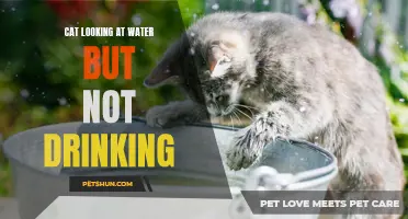 Why is My Cat Obsessed with Water? Exploring the Curious Behavior of Cats Looking at Water but Not Drinking
