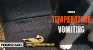 Understanding the Causes and Solutions for Cat Vomiting Due to Low Temperature
