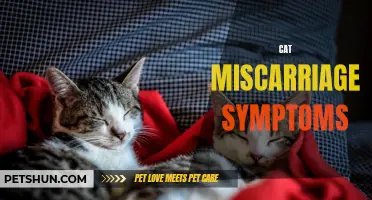 Identifying Symptoms of Cat Miscarriage: What Owners Should Know