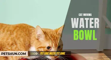 Why Your Cat Needs a Moving Water Bowl for Hydration