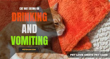 Common Reasons Why Cats Stop Eating, Drinking, and Start Vomiting