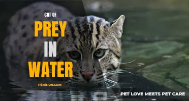 The Fascinating Behavior of Cats Hunting in Water