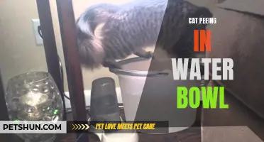 Troubleshooting Tips for Dealing with a Cat Peeing in the Water Bowl