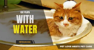 The Mischievous Adventures of a Cat and Water: A Playful Tale