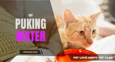 The Mystery of Cat Puking Water: Causes and Solutions