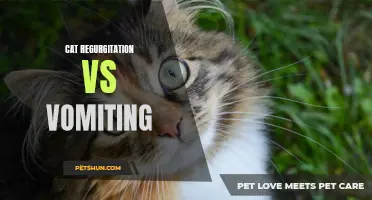 Distinguishing Between Cat Regurgitation and Vomiting: What You Need to Know