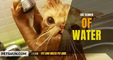 Why Are Some Cats Scared of Water?