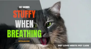 Why Is My Cat Sounds Stuffy When Breathing? Understanding the Causes and Solutions