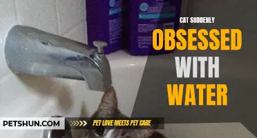 Unusual Behavior: My Cat's Sudden Obsession with Water