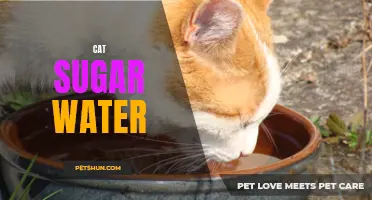 The Sweet Solution: How Cat Sugar Water Can Improve Your Feline's Health