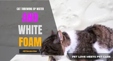 Why is My Cat Throwing Up Water and White Foam: Understanding the Causes and Solutions