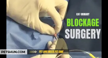 Understanding Cat Urinary Blockage Surgery: What You Need to Know