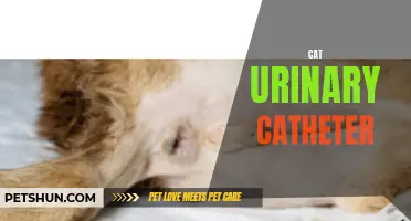 Understanding the Importance of Proper Cat Urinary Catheter Care