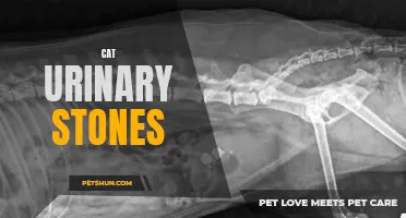 Understanding the Causes and Treatment of Cat Urinary Stones