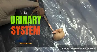 Understanding the Function and Health of the Cat Urinary System