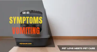 Understanding the Symptoms of Vomiting in Cats with UTI